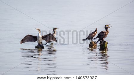 Cormorants on lake Paleostomi Poti Georgia, nature