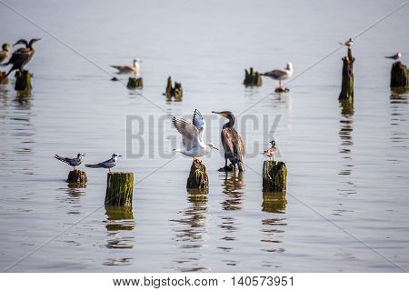 Cormorants and seagulls on lake Paleostomi Poti Georgia.
