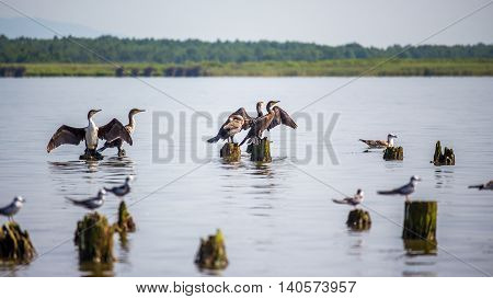 Cormorants and seagulls on lake Paleostomi Poti Georgia.