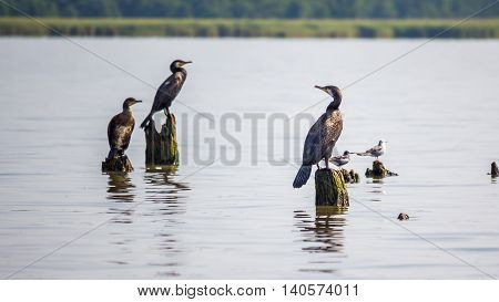 Cormorants and seagulls on lake Paleostomi Poti Georgia.