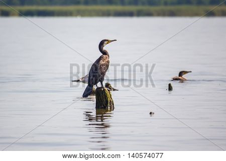 Cormorants on lake Paleostomi Poti Georgia, nature