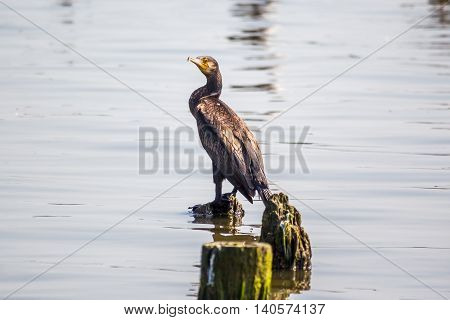 Cormorants and seagulls on lake Paleostomi Poti Georgia.