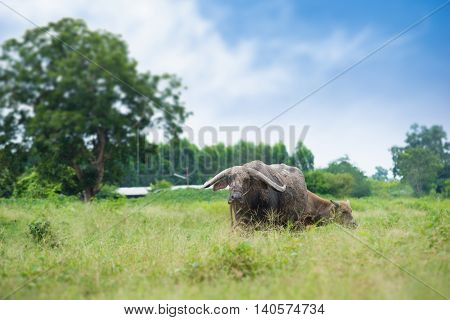 Buffalo Grazing On Green Grass Field.