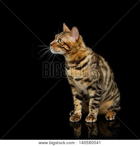 Portrait of beautiful bengal cat staring at something. Studio shot over black background. Copy space. Square composition.