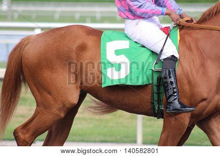 race horse thoroughbred mare on the track