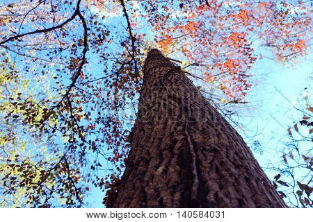 big tree in a mountain near a cabin