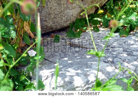 lizard sitting on a stone in nature during sunshine