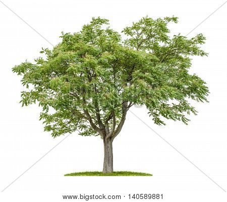 Isolated Ailanthus Tree On A White Background