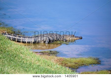 Aligator