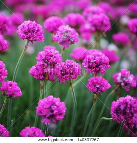 purple flowers.