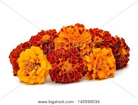 Marigold orange flower on a white background