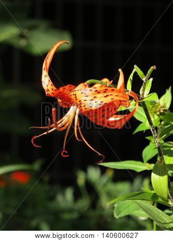 Lily on a black background at sunset
