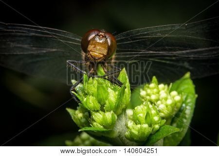 Extreme close up macro colorful dragonfly spring time