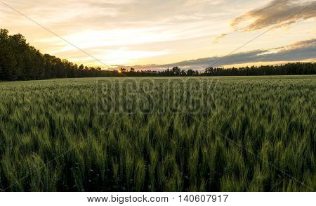 Wheat field surrounded by trees at sunset during summer