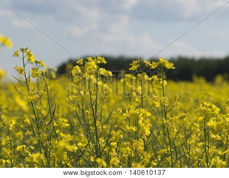 Canola crop farm field with blue sky and clouds during summer