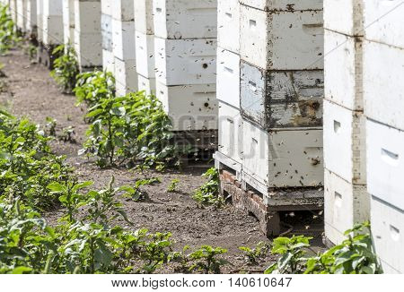 Honey bees entering and exiting hives during the day