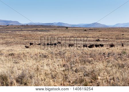 Black Wildebeest Landscape In Cradock