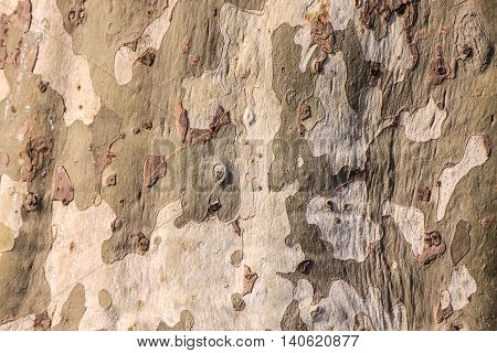Cracked bark of an large old plane tree