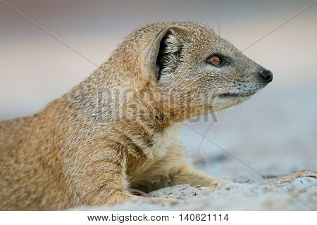 Portrait of a yellow mongoose (Cynictus penicillata), Kalahari desert, South Africa