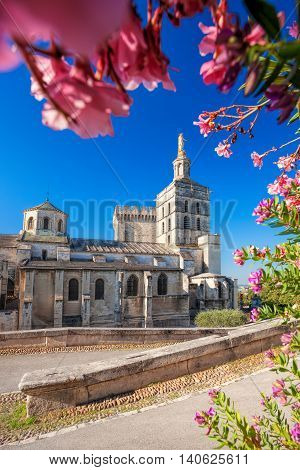 Avignon Cathedral With Flowers In Provence, France