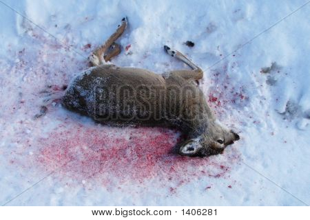 Roadkill