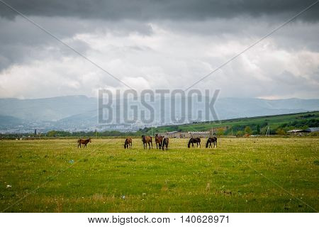Green pastures of horse farms. Summer landscape with the mountains stood out against the skyline.