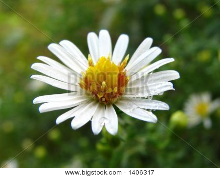 Капли дождя, опираясь на маргаритка