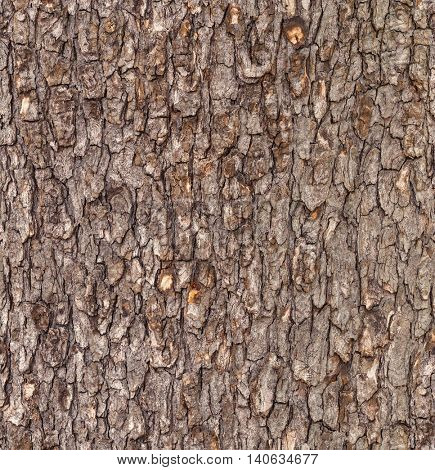 Seamless tree bark background. Brown tileable texture of the old tree.
