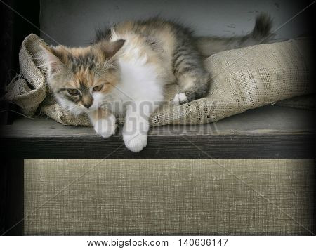 Cute kitty guards burlap space for your text