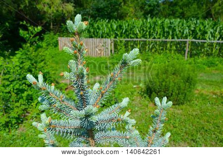 Blue spruce in summer yard in village clseup