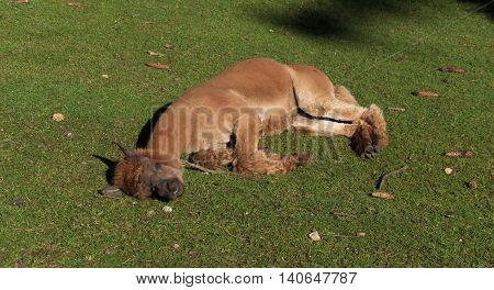 Llamas In Gehege National Park In Sunny Summer Morning