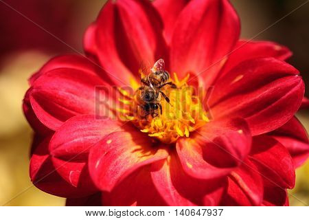 Red Dahlia flower called Fascination with a honeybee, Apis mellifera, gathering pollen in summer.