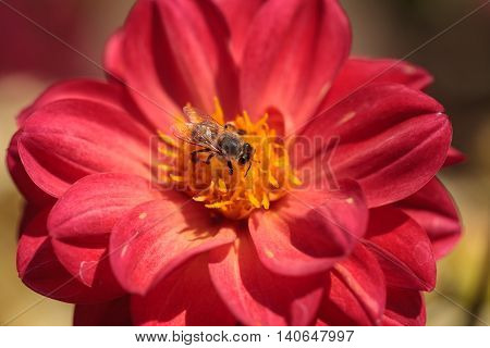 Red Dahlia flower called Fascination with a honeybee, Apis mellifera, gathering pollen in summer.