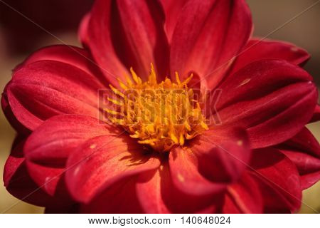 Red Dahlia flower called Fascination in summer.