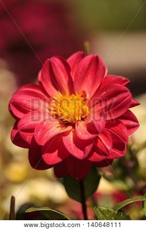 Red Dahlia flower called Fascination in summer.