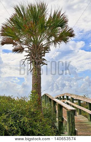 The palm tree marks the beach access at Edisto Beach in South Carolina,