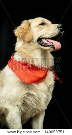Dog Golden Retriever in black and red scarf