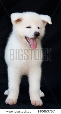 Dog Akita Inu in black background, beautiful dog