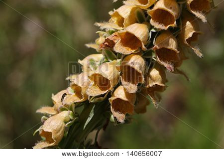 Flowers of the rusty foxglove (Digitalis ferruginea) a digitalis species from Southern and Eastern Europe.