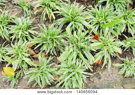Chlorophytum in white flowerpot on wooden background. Ornamental plants in soil Variegatum comosum Spider Plant
