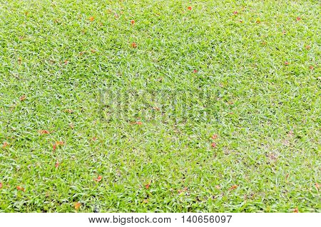 Grass background in Bhuddhamonthon garden Nakhon Pathom Thailand