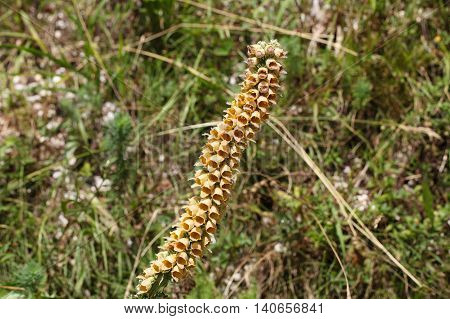 Flowers of the rusty foxglove (Digitalis ferruginea) a digitalis species from Southern and Eastern Europe.