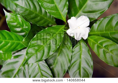 Delicate Jasmine Flowers With Leaf In The Garden