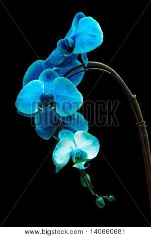A beautiful blue orchid, great for decoration