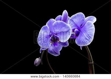 Beautiful purple orchid, ideal for photo decoration