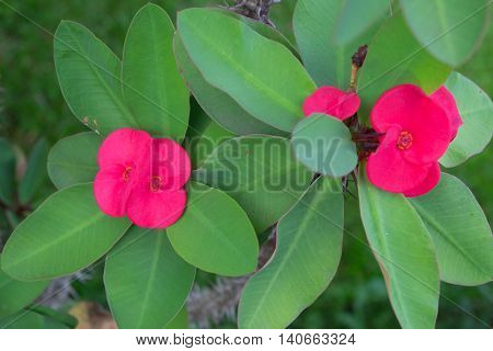 the red poi sian flower on stem