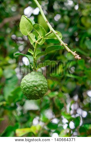 a fruit and leaf of kaffir lime