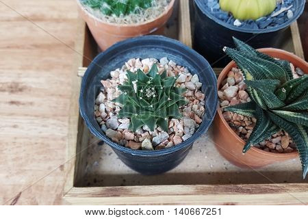 small cactus in pot with wood background
