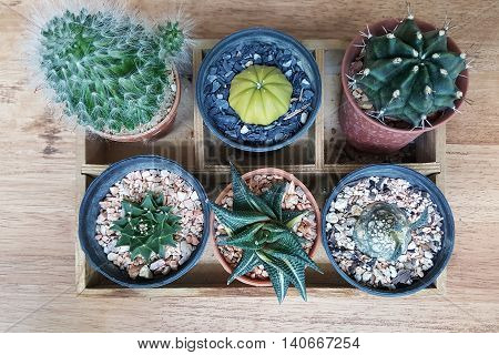 small cactus in pot with wood background