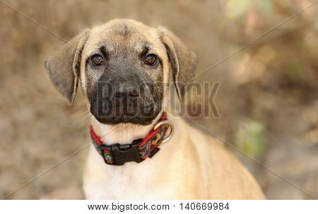 Curious dog staring is a very cute puppy looking straight with a look of wonder in its eyes.